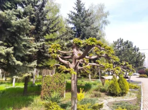 Mariupol State University – photo 6