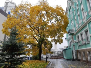 National University of Ukraine on Physical Education and Sport – photo 7